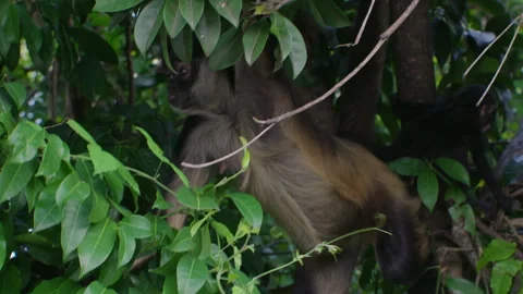 Spider Monkey looking out protecting baby in Mexican Yucatan Jungle Slow Motion 스톡 동영상 325961967