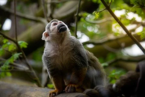 Spider monkey looking up at the sky between the branches Stock Photos