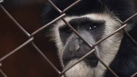 Spider Monkey looking through a fence Stock Footage 128644581