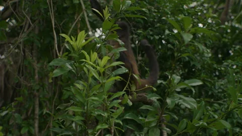 Spider Monkey looking worried swings on vine in Mexican Yucatan Jungle 스톡 동영상 325961150