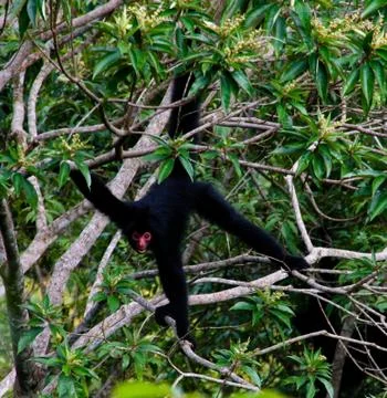 Spider monkey male swinging on the tree branch,Kanuku Mountains, Rupununi,Guy Foto stock