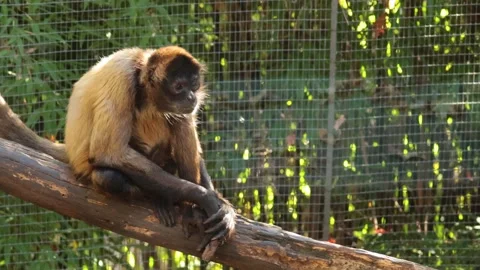 Spider Monkey in Melbourne Zoo Vídeos de archivo 299780731