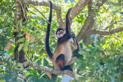 Spider monkey. Mexico Stock Photos