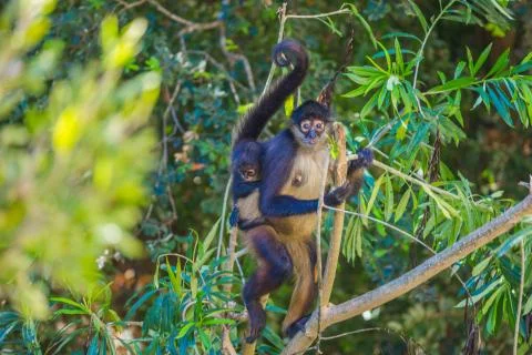 Spider monkey. Mexico Stock Photos