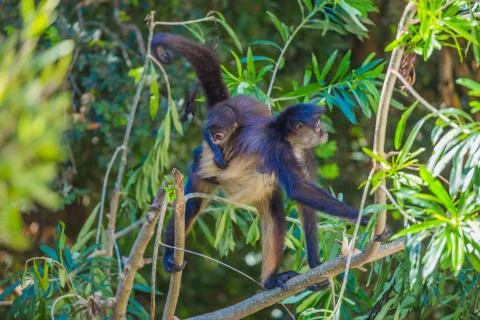 Spider monkey. Mexico Stock Photos