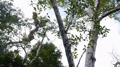 Spider monkey moving in a tree Vidéo 128931675