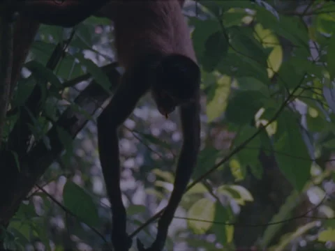 Spider monkey in the Panamanian jungle, which are eaten by the Indians. Stock Footage 147941206