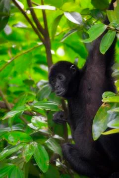 Spider Monkey Stock Photos