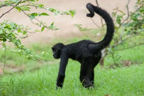 Spider monkey Stock Photos