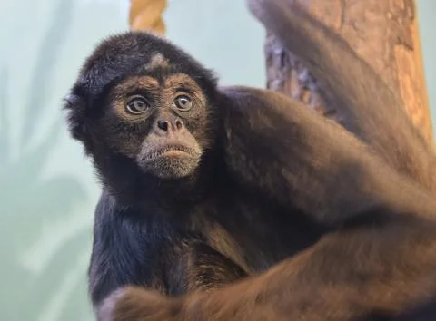 Spider Monkey Foto stock