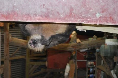 Spider Monkey Foto stock