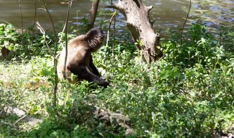Spider Monkey Stock Photos