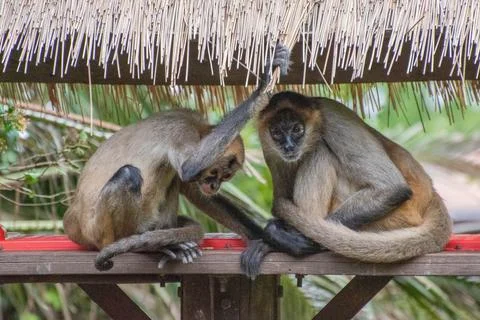 Spider monkey Stock Photos