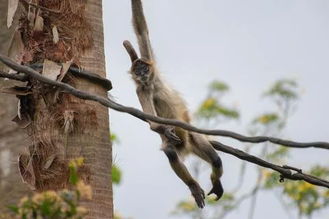 Spider monkey Stock Photos