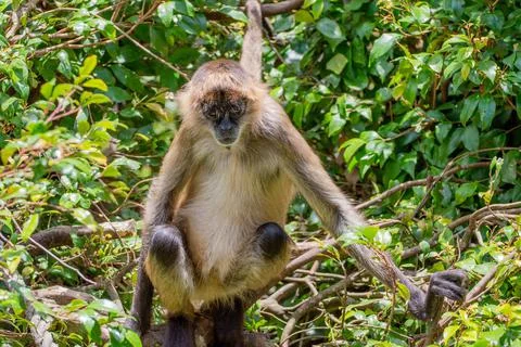 Spider monkey Stock Photos