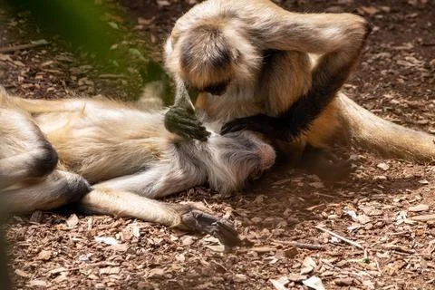 A spider monkey Stock Photos