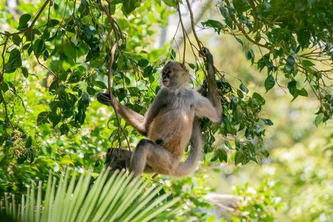 Spider monkey Stock Photos
