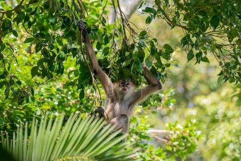 Spider monkey Stock Photos