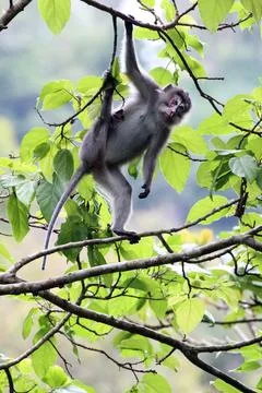 Spider Monkey Stock Photos