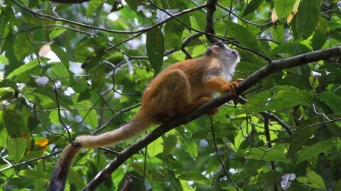 Spider monkey plays Stock Footage 88392635