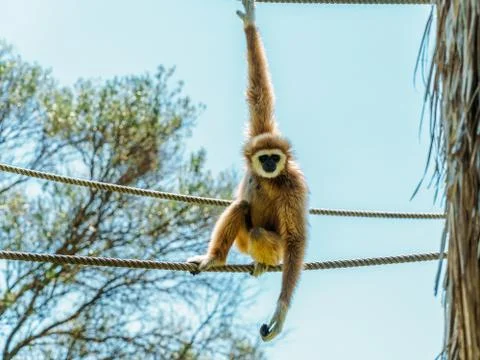 Spider Monkey Portrait Stock Photos