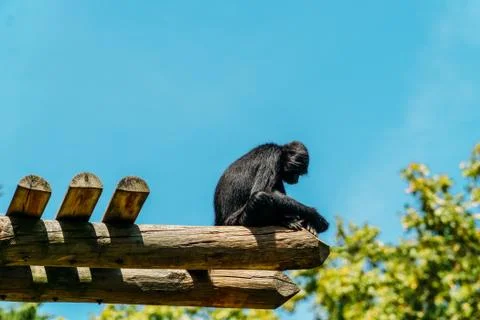 Spider Monkey Portrait Stock Photos