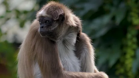 A Spider monkey relaxing  Stock Footage 252643120