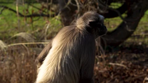 A Spider monkey relaxing Stock Footage 263853042