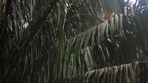Spider monkey runs across palm Stock Footage 88392154