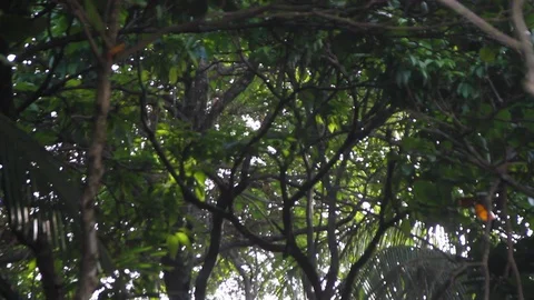 Spider monkey runs across tree Stock Footage 88392236