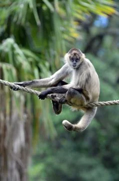 Spider monkey sit on a rope Stock Photos