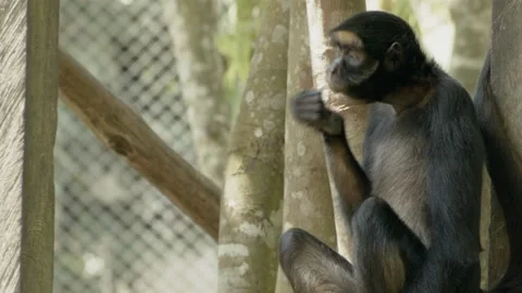 A Spider Monkey sitting and eating on his cage Stock Footage 188916416