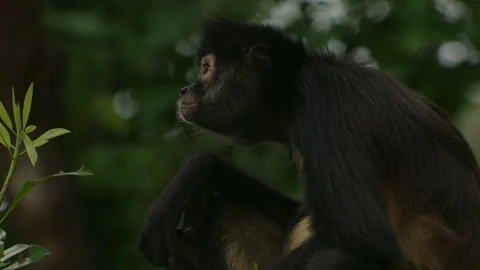 Spider Monkey sitting and looking up in tree in Mexican Yucatan Jungle in slow 스톡 동영상 325961326