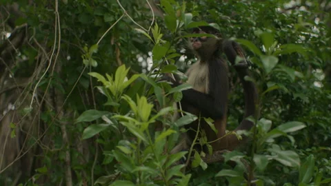 Spider Monkey sitting on brach holding a vine relaxing in Mexican Yucatan Stock Footage 325961230