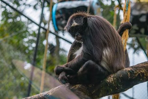 Spider monkey sitting on a branch inside a mountain zoo enclosure Stock Photos