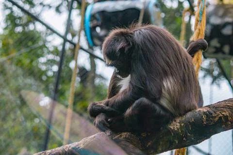 Spider monkey sitting on a branch inside a mountain zoo enclosure Stock Photos