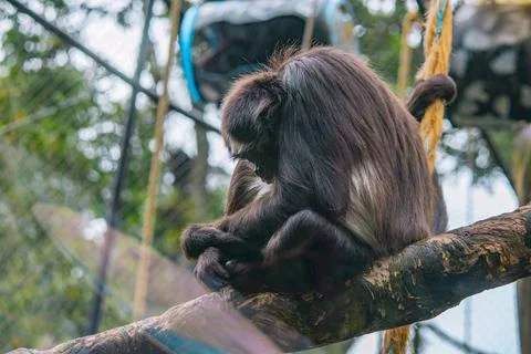 Spider monkey sitting on a branch inside a mountain zoo enclosure Stock Photos