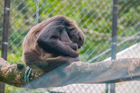 Spider monkey sitting on a branch inside a mountain zoo enclosure Stock Photos