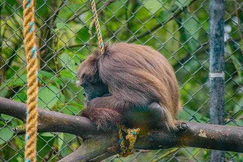 Spider monkey sitting on a branch inside a mountain zoo enclosure Stock Photos
