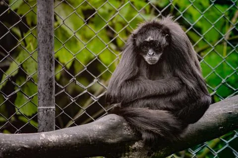 Spider monkey sitting on a branch inside a mountain zoo enclosure Stock Photos