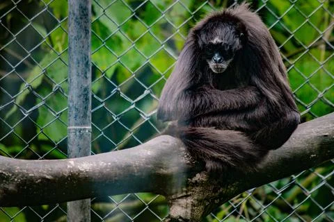 Spider monkey sitting on a branch inside a mountain zoo enclosure Stock Photos