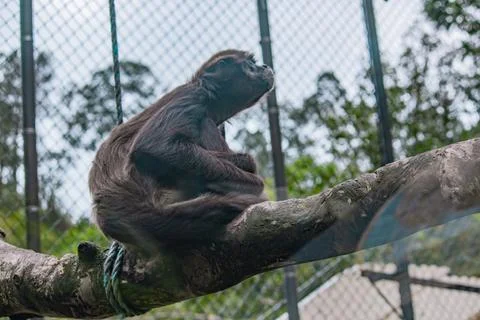 Spider monkey sitting on a branch inside a mountain zoo enclosure Stock Photos