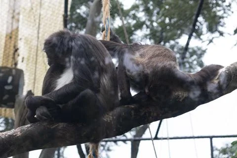 Spider monkey sitting on a branch inside a mountain zoo enclosure Foto stock