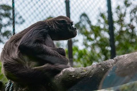 Spider monkey sitting on a branch inside a mountain zoo enclosure Stock Photos