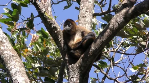 Spider Monkey Sitting in Crotch Of Tree on Windy Breezy Day in Central America Stock Footage 134478138