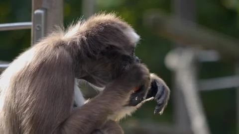 A Spider monkey sitting down Stock Footage 252546903