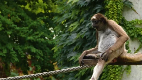 A spider monkey is sitting Stock Footage 135233107