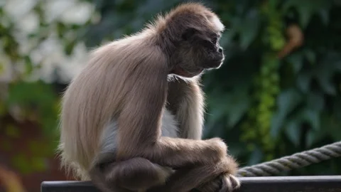 A Spider monkey sitting  Stock Footage 252557936
