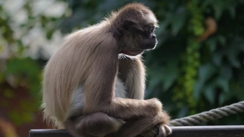 Spider monkey sitting  Stock Footage 252740821
