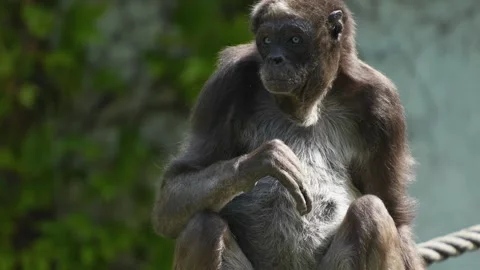 A Spider monkey sitting Stock Footage 273636428